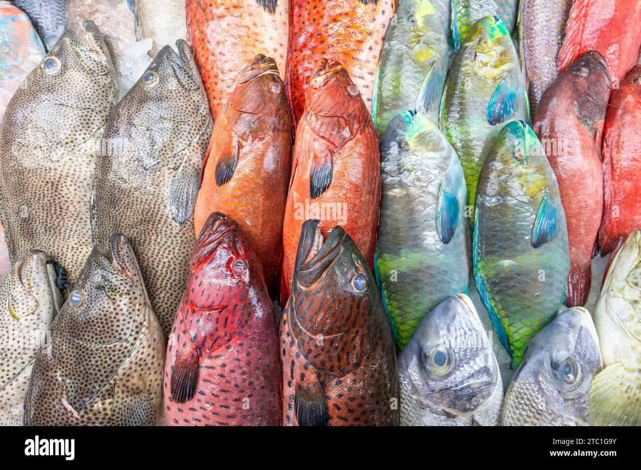 Farbenfrohe Fische an einem Stand auf einem Fischmarkt in Dschidda, Saudi-Arabien. Stockfoto
