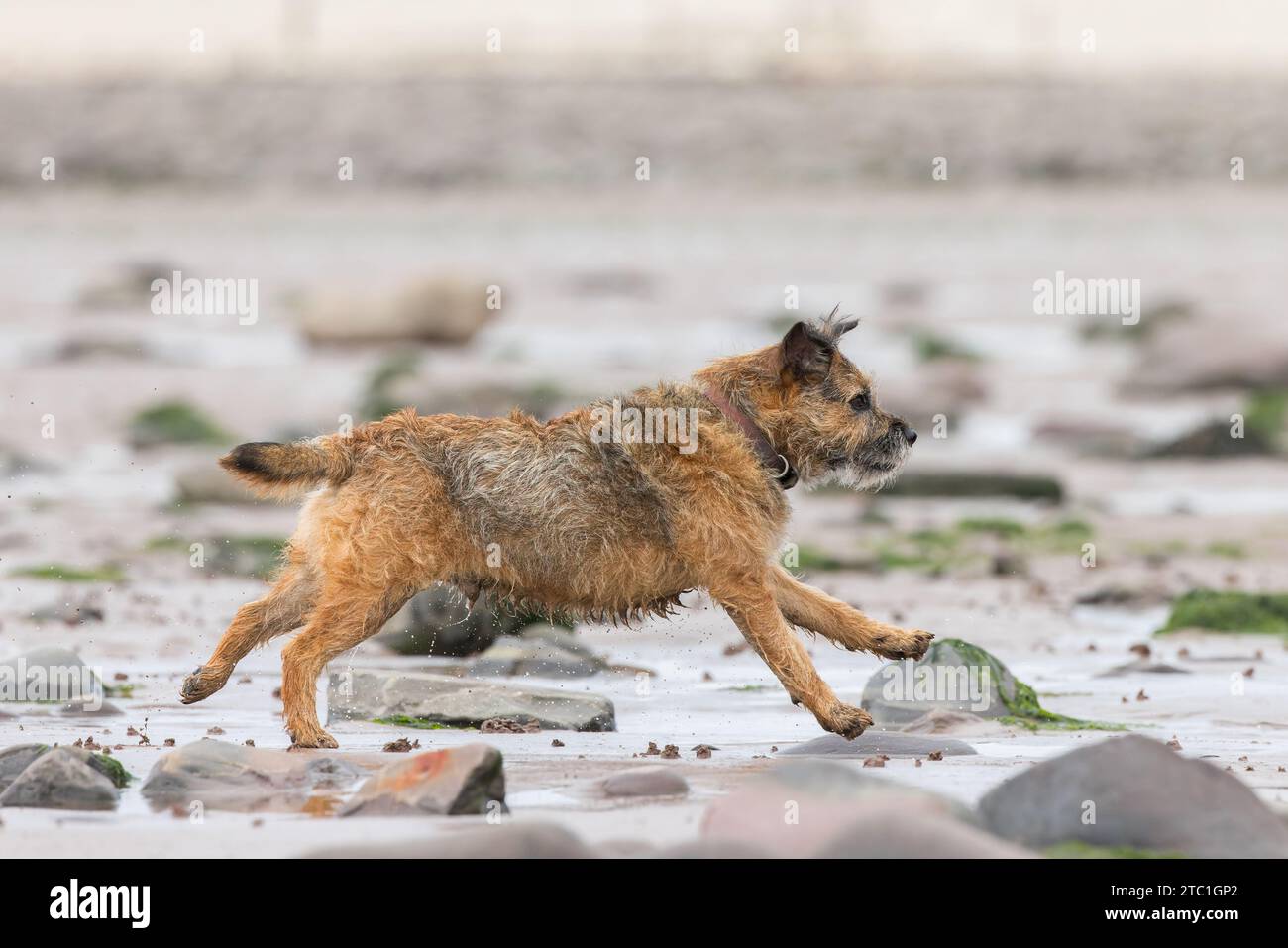Border Terrier läuft am nassen Sandstrand Stockfoto