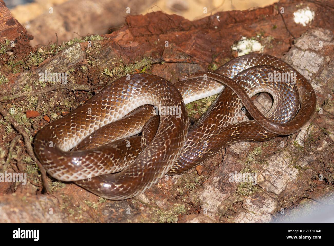 Einführung der asiatischen Wolfsschlange (Lycodon aulicus), eines Schädlings in Australien - Gefangener Stockfoto