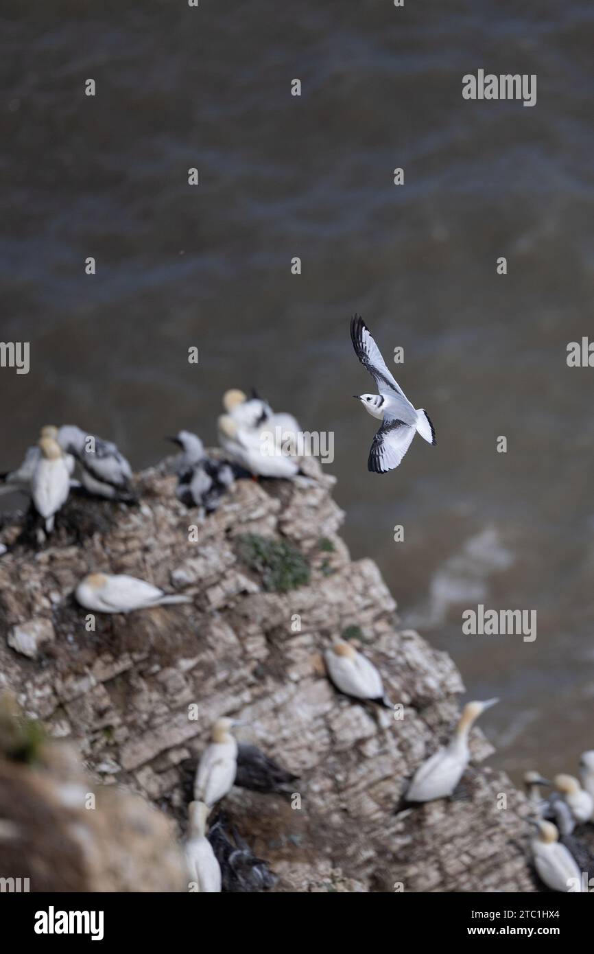 Juvenile Kittiwake (Rissa tridactyla), die über eine Tölpel-Kolonie an der Küste Yorkshires fliegen. August, Sommer, Großbritannien Stockfoto