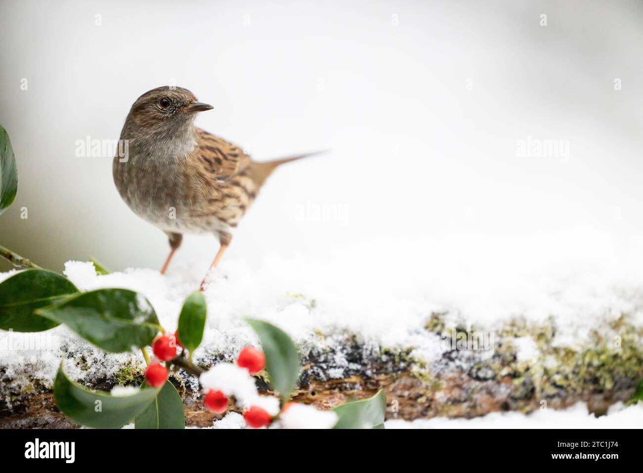 Dunnock (prunella modularis) auf einem schneebedeckten Baumstamm im Dezember, gedämpfter grüner Hintergrund. Yorkshire, Großbritannien im Winter Stockfoto