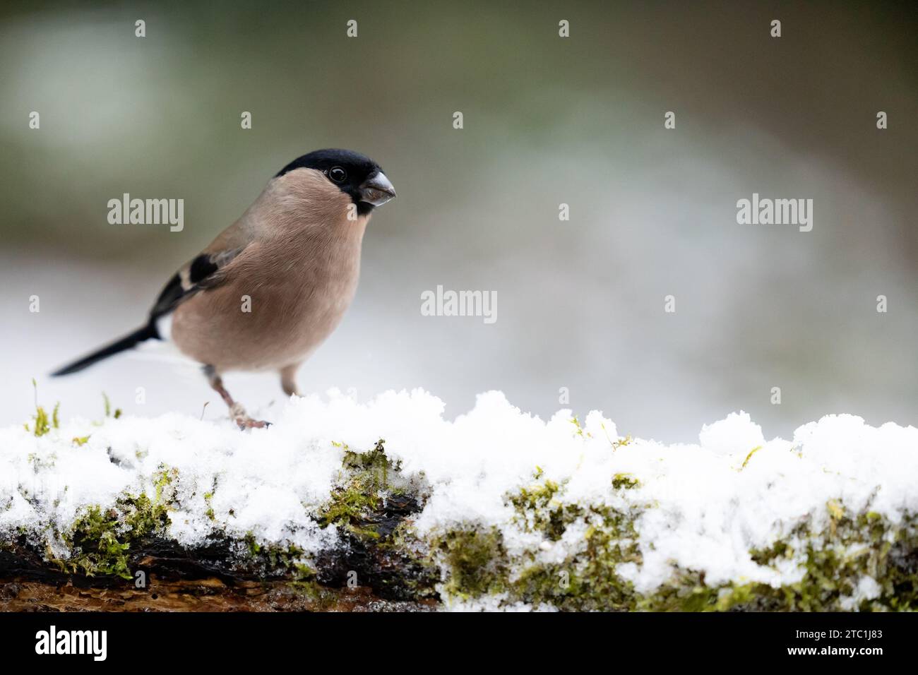 Erwachsener weiblicher Eurasischer Bullfink (Pyrrhula pyrrhula) auf einem schneebedeckten Zweig im winterlichen Garten - Yorkshire, Großbritannien im Dezember (2023) Stockfoto