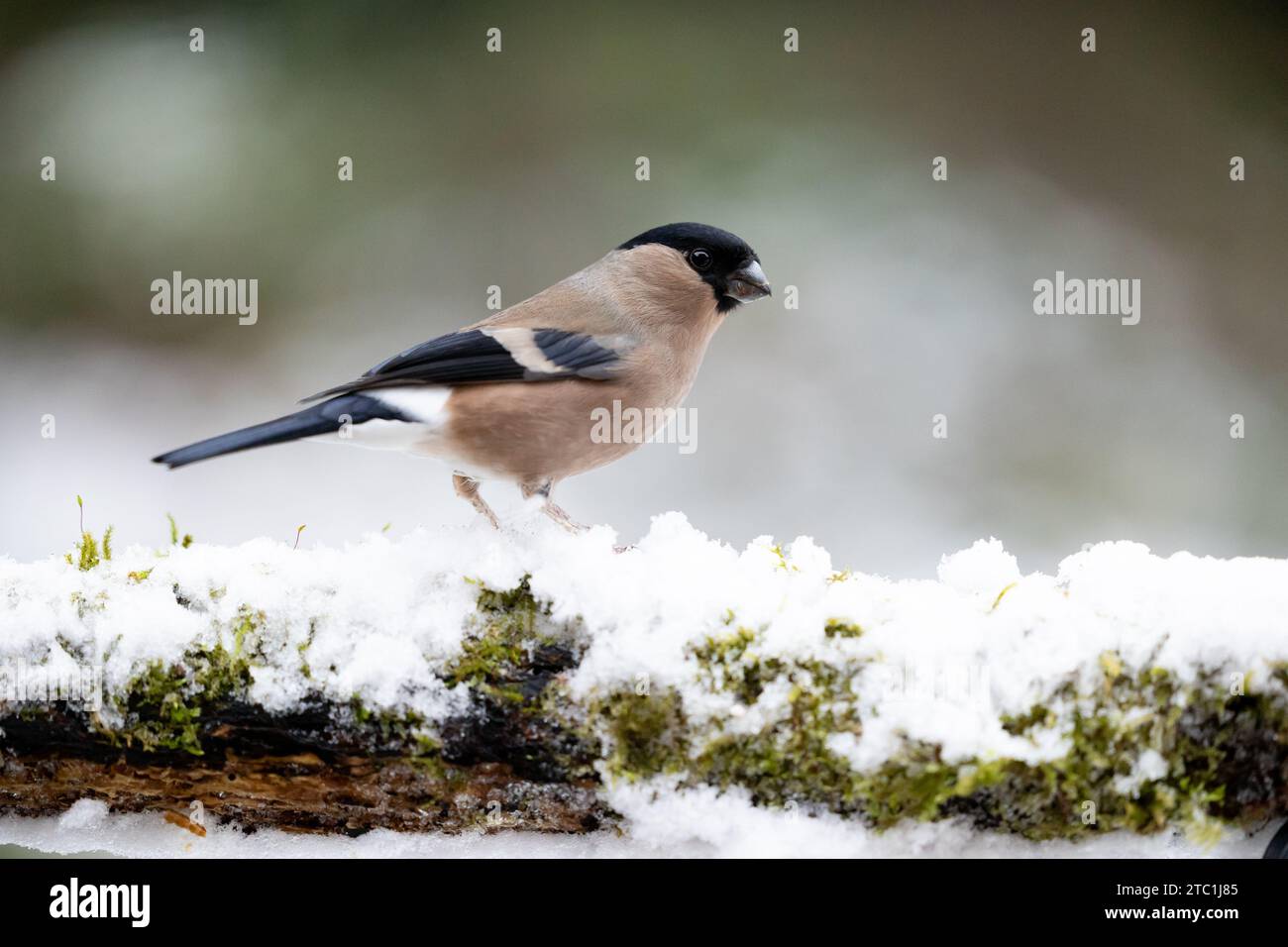 Erwachsener weiblicher Eurasischer Bullfink (Pyrrhula pyrrhula) auf einem schneebedeckten Zweig im winterlichen Garten - Yorkshire, Großbritannien im Dezember (2023) Stockfoto