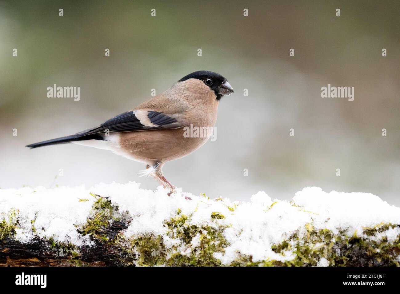Erwachsener weiblicher Eurasischer Bullfink (Pyrrhula pyrrhula) auf einem schneebedeckten Zweig im winterlichen Garten - Yorkshire, Großbritannien im Dezember (2023) Stockfoto