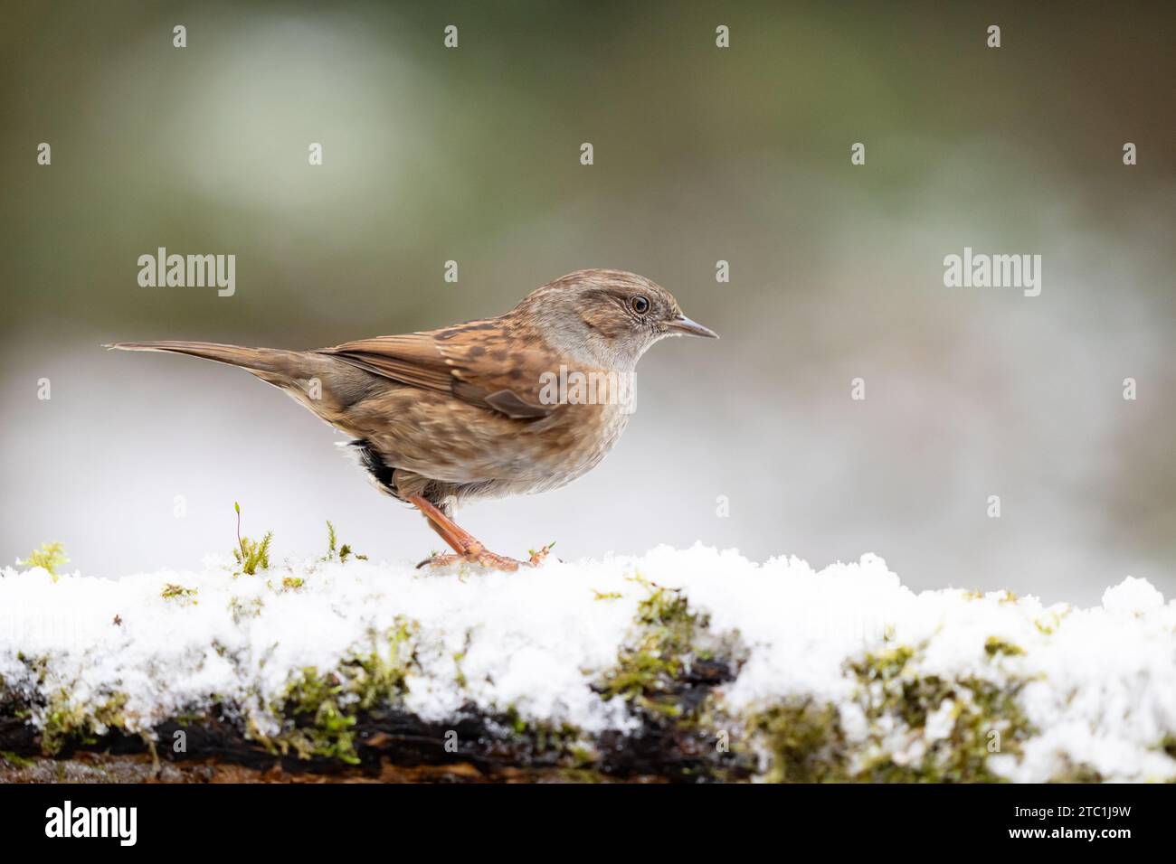 Dunnock (prunella modularis) auf einem schneebedeckten Baumstamm im Dezember, gedämpfter grüner Hintergrund. Yorkshire, Großbritannien im Winter (2023) Stockfoto