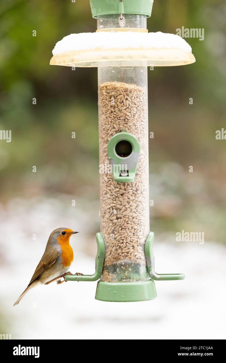 Robin (erithacus rubecula) füttert in einem mit Sonnenblumenherzen gefüllten Vogelfutterhäuschen in einem Garten mit schneebedecktem Winterhintergrund - Yorkshire, Großbritannien (2023) Stockfoto