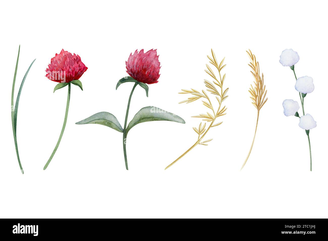 Rotklee Blumen und Feld Gras Aquarell Illustration Set. Botanische Wildblumen Clipart für Frühling und Sommer Stockfoto