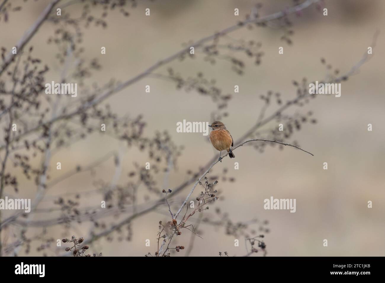 Europäischer Stonechat (Saxicola rubicola) thronte im Herbst auf einem dünnen Ast. Yorkshire, Großbritannien, im November 2023 Stockfoto