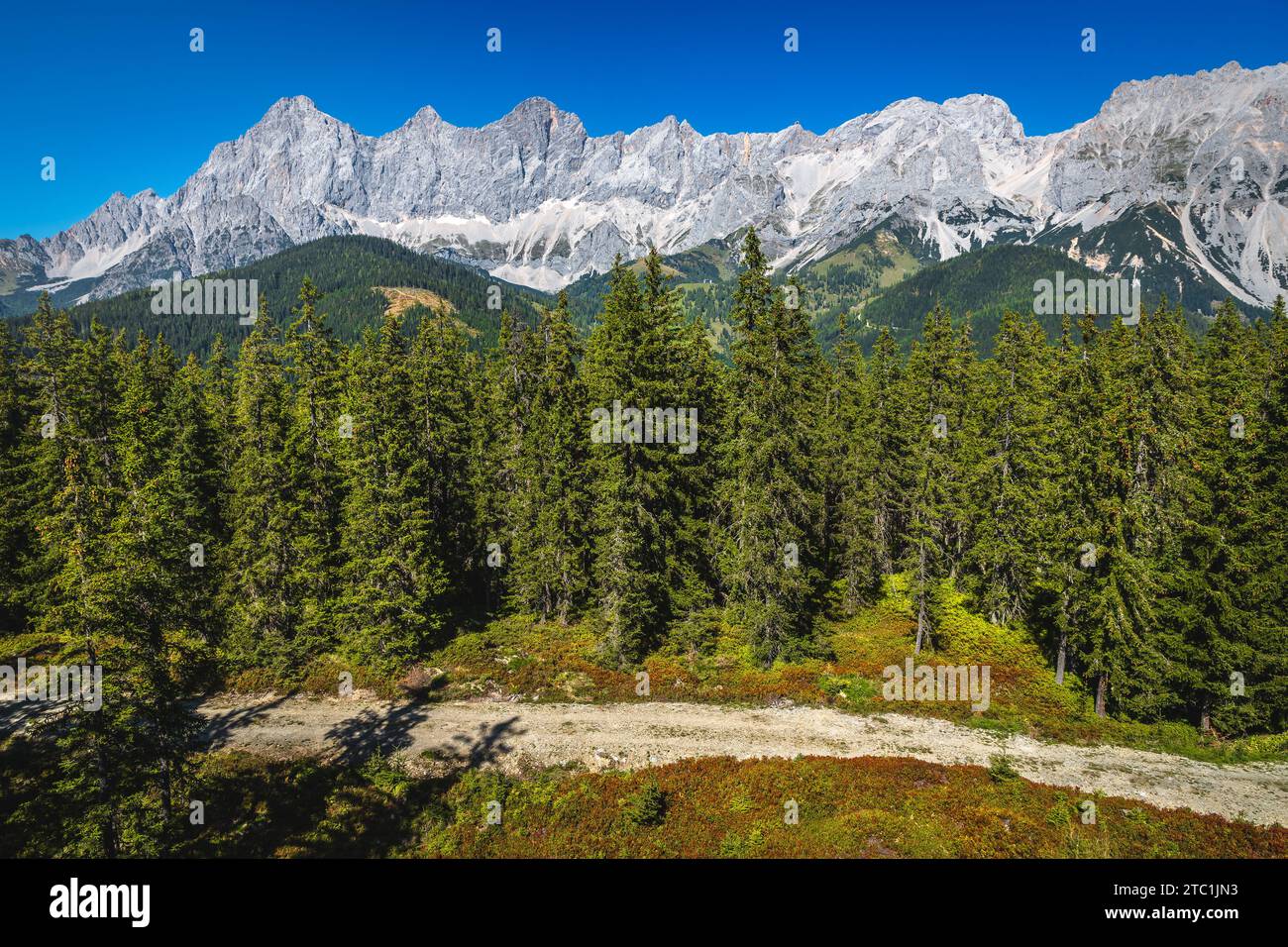 Wunderschöner Blick aus der Luft mit Kiefernwald und hohem Dachsteinkamm, Ramsau am Dachstein, Steiermark, Österreich, Europa Stockfoto