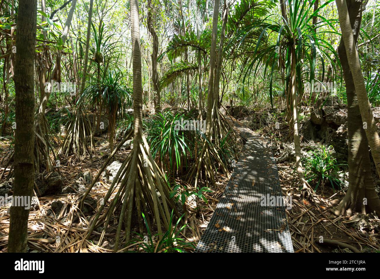 Palmen entlang einer Promenade im Christmas Island National Park, Australien Stockfoto