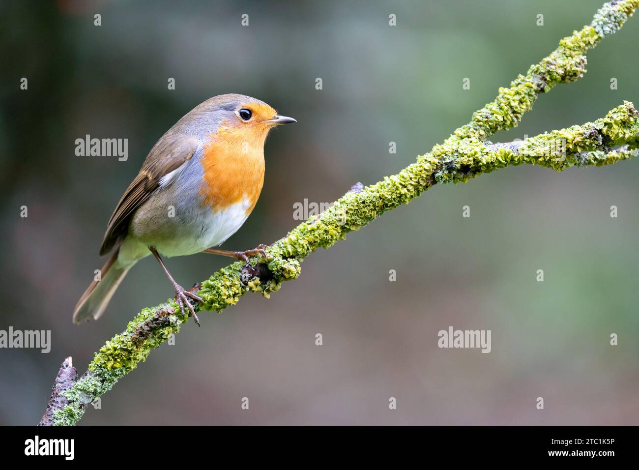 Robin (erithacus rubecula) auf einem grünen Zweig mit natürlichem Laubhintergrund - Yorkshire, Großbritannien im Herbst Stockfoto