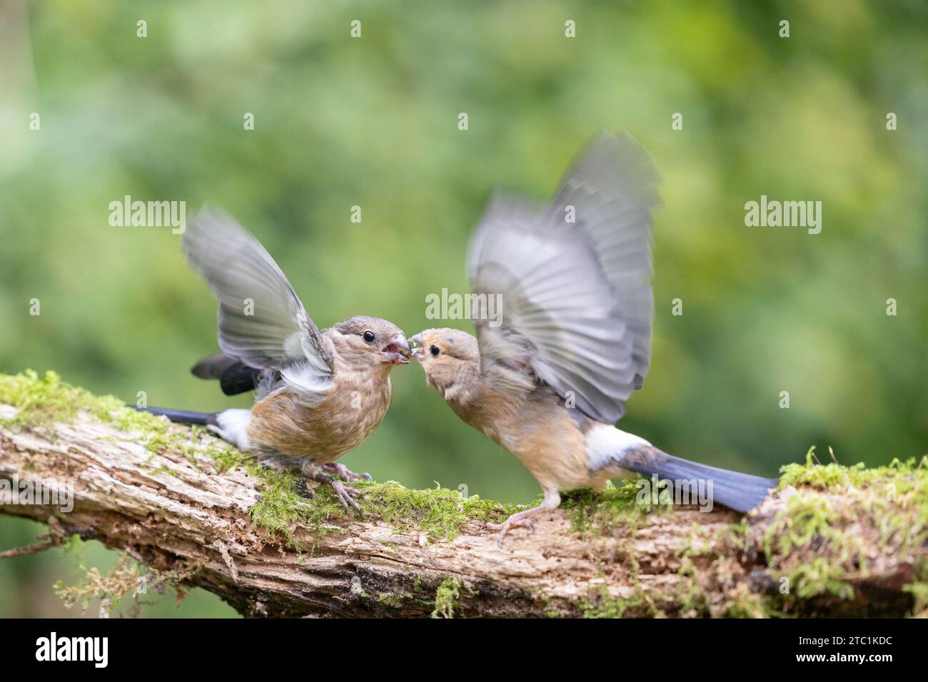 Zwei junge eurasische Bullfinken (Pyrrhula pyrrhula) kämpfen im September in Yorkshire, Großbritannien Stockfoto