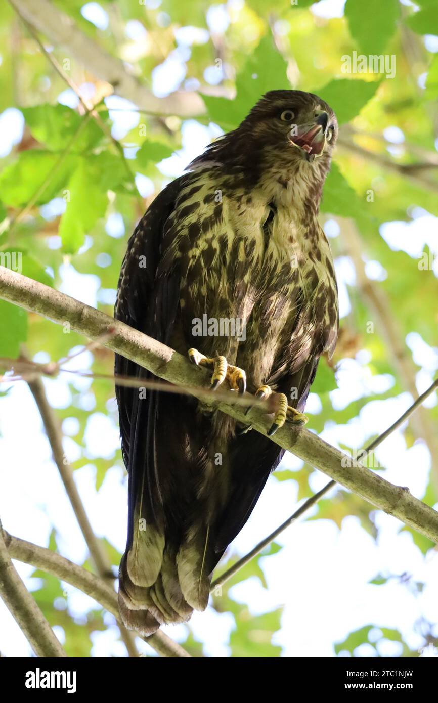 Ein Bild eines jungen Cooper's Hawk auf einer Filiale im Riverdale Park in Toronto, Ontario. Stockfoto