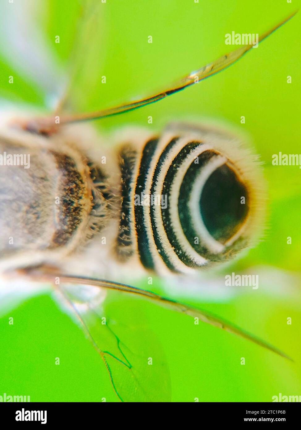 Nahaufnahme auf Bändermuster im Bauch der Honigbiene, während sie in Blättern und Blüten sitzt Stockfoto