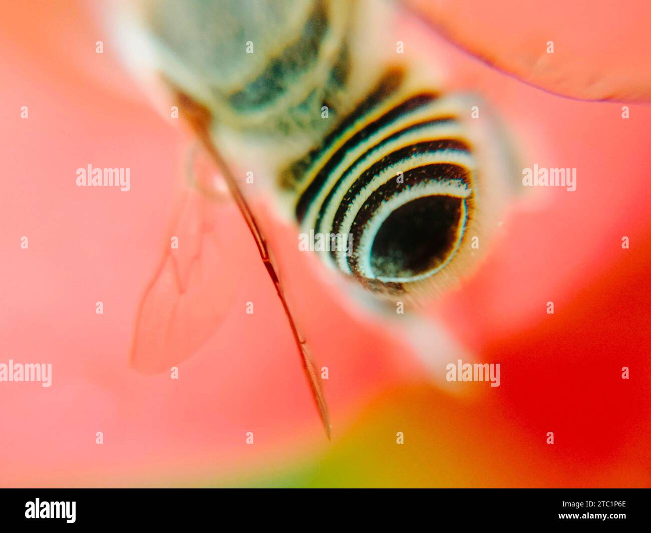 Nahaufnahme auf Bändermuster im Bauch der Honigbiene, während sie in Blättern und Blüten sitzt Stockfoto