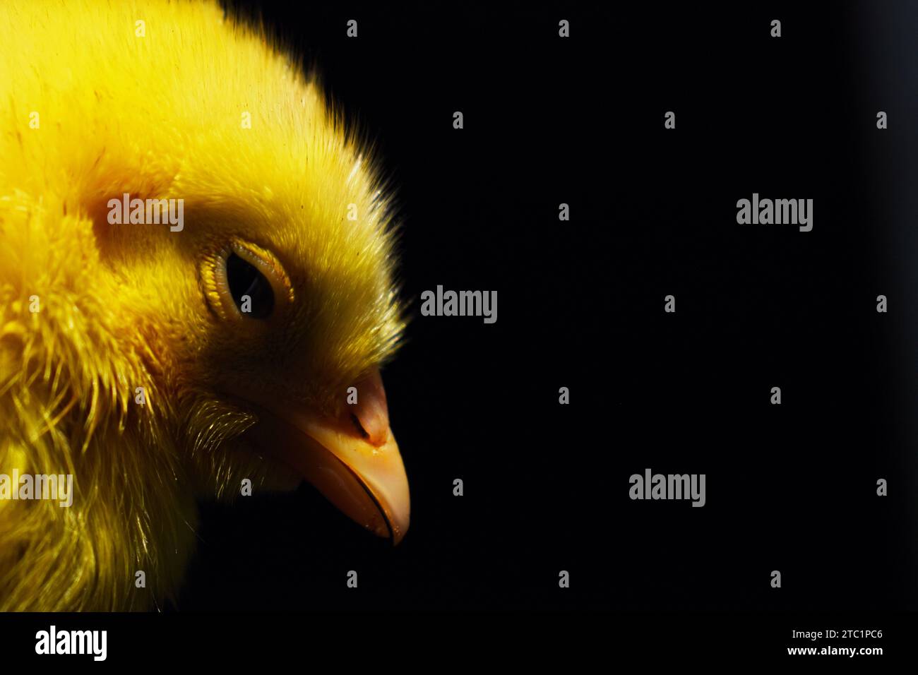 In der Industrie erhielten frisch geschlüpfte junge Küken künstliche Farben, um hinreißend auszusehen, was die Chancen auf den Verkauf auf lokalen Märkten erhöht. Stockfoto