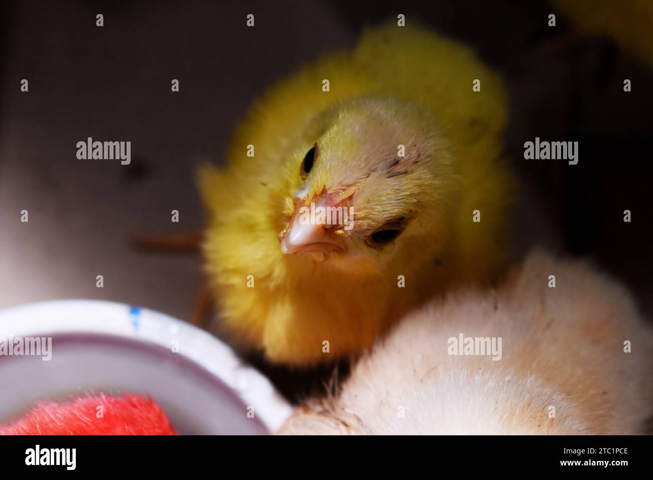 In der Industrie erhielten frisch geschlüpfte junge Küken künstliche Farben, um hinreißend auszusehen, was die Chancen auf den Verkauf auf lokalen Märkten erhöht. Stockfoto