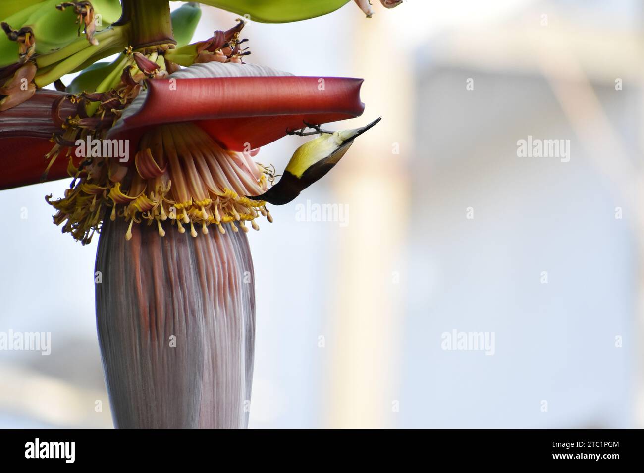 Nahaufnahme des indischen Purple Sun Bird (Cinnyris asiaticus), der den Bananenbaum bestäubt. Stockfoto