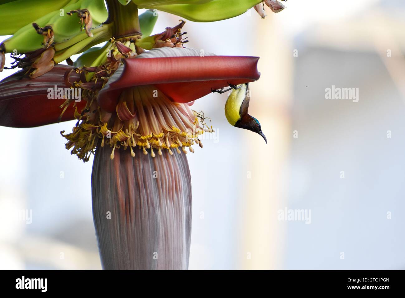 Nahaufnahme des indischen Purple Sun Bird (Cinnyris asiaticus), der den Bananenbaum bestäubt. Stockfoto