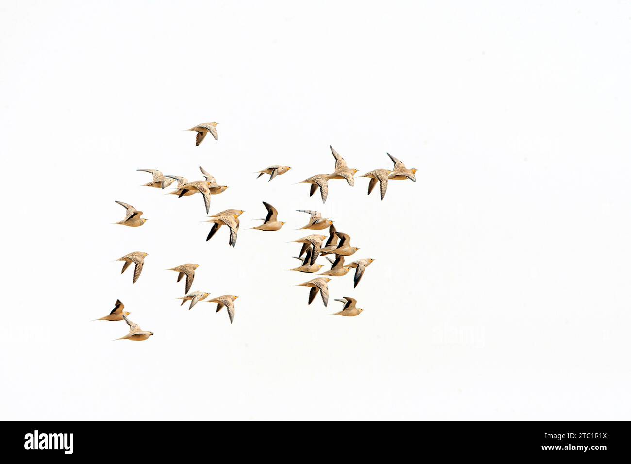 Schar gefleckter Sandgrousen (Pterocles senegallus) im Flug über die Wüste Negev in Israel. Stockfoto