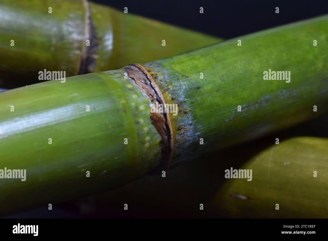 Nahaufnahme eines grünen Zuckerrohrzweigs oder Stammes (Saccharum officinarum) aus der Familie der Poaceae Stockfoto