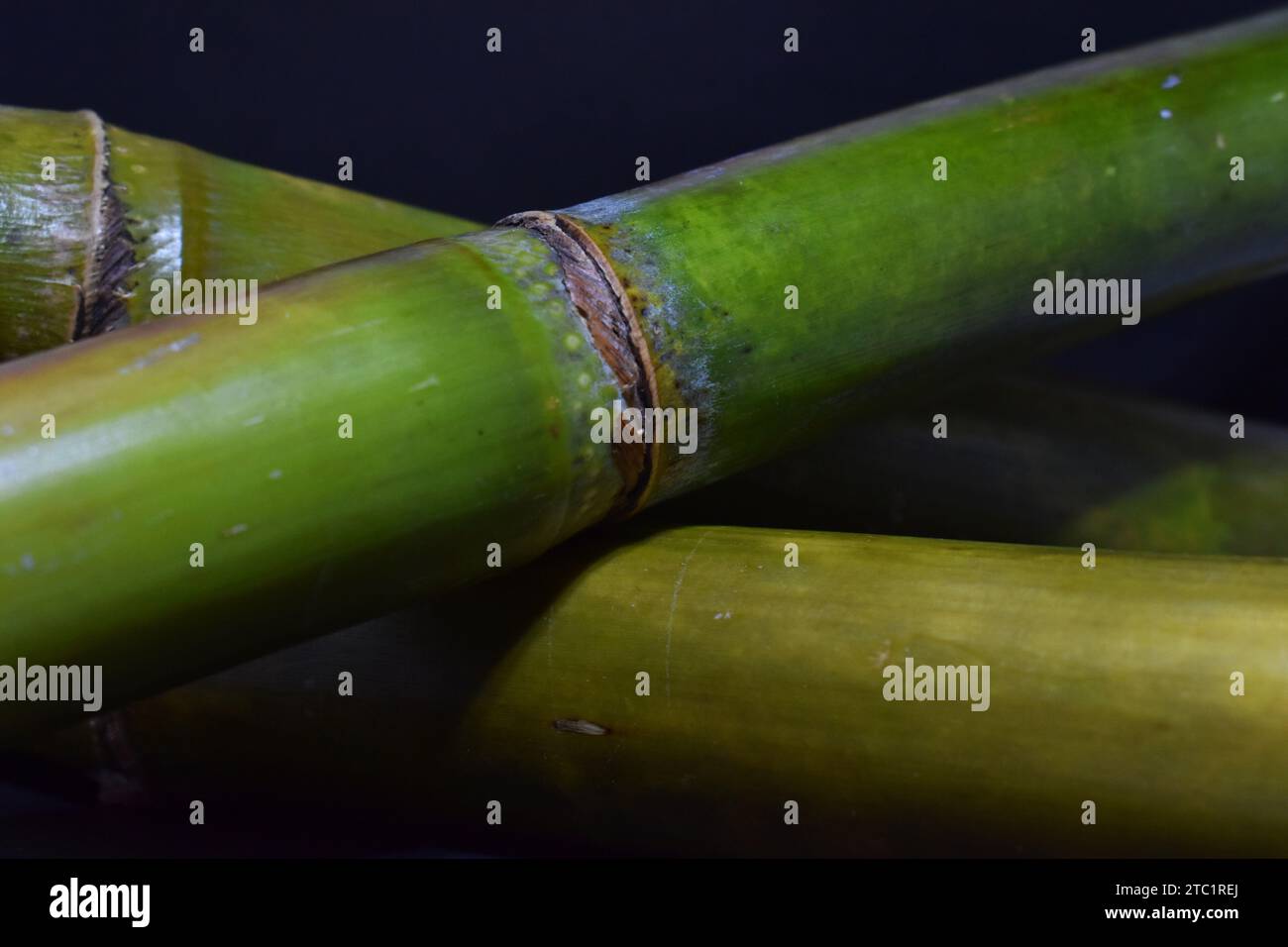 Nahaufnahme eines grünen Zuckerrohrzweigs oder Stammes (Saccharum officinarum) aus der Familie der Poaceae Stockfoto