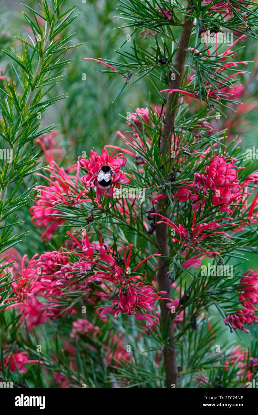 Grevillea Canberra Juwel, Spider Flower Canberra Juwel, Bombus lucorum, Weissschwanzhummel, die im Frühsommer tiefrosa Blüten sucht Stockfoto