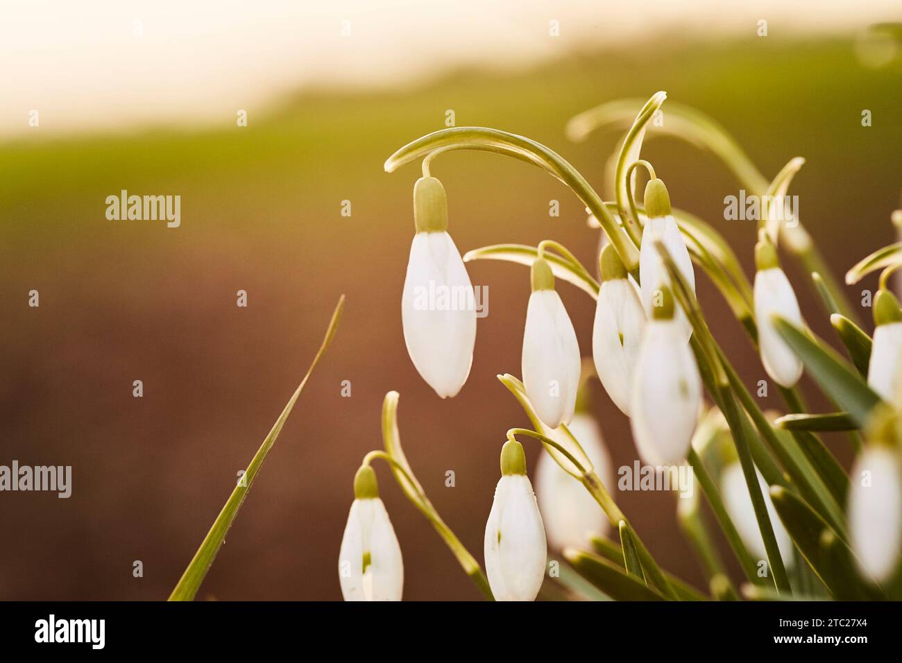 Schneegöckchen am Wegesrand Stockfoto