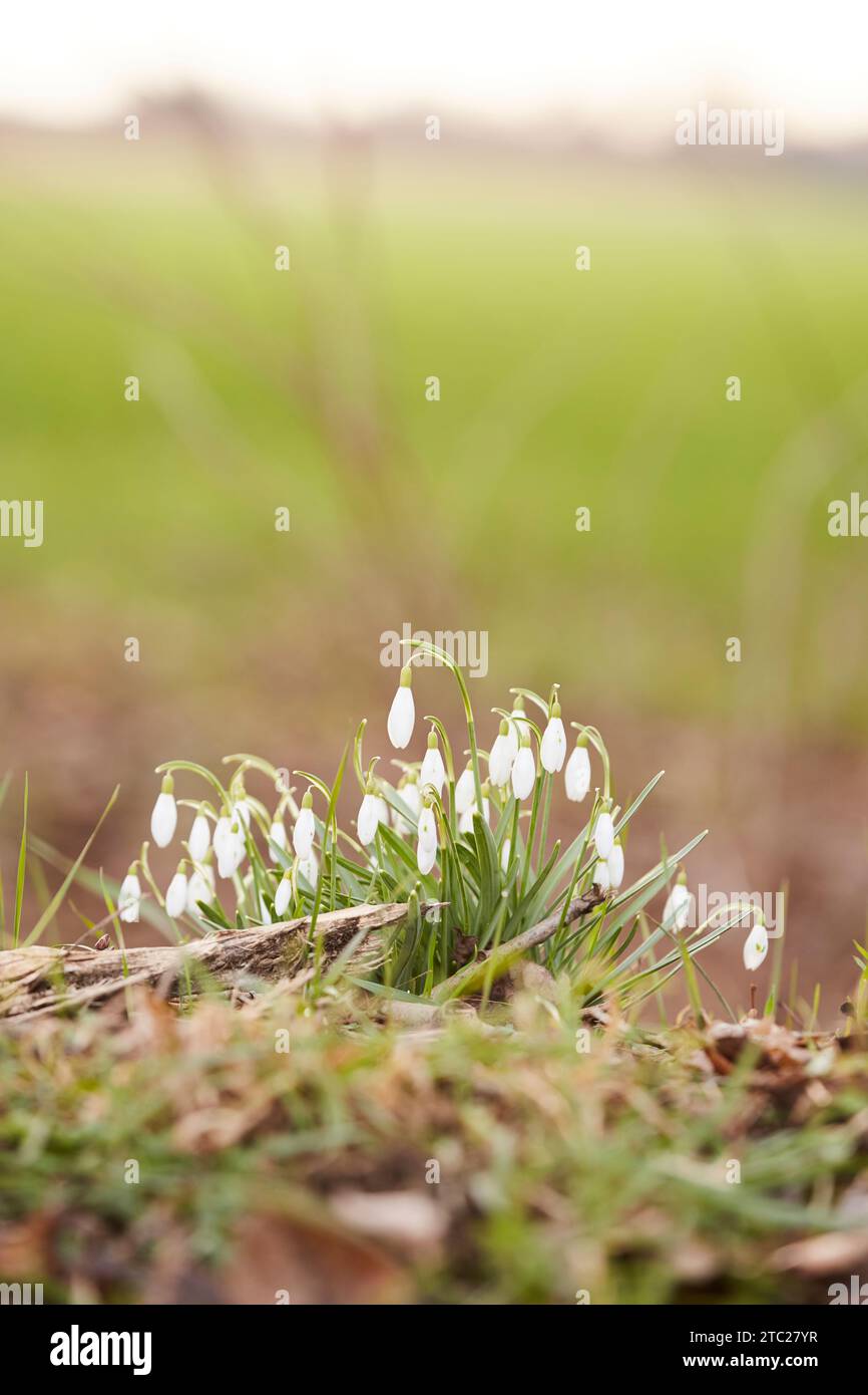 Schneegöckchen am Wegesrand Stockfoto