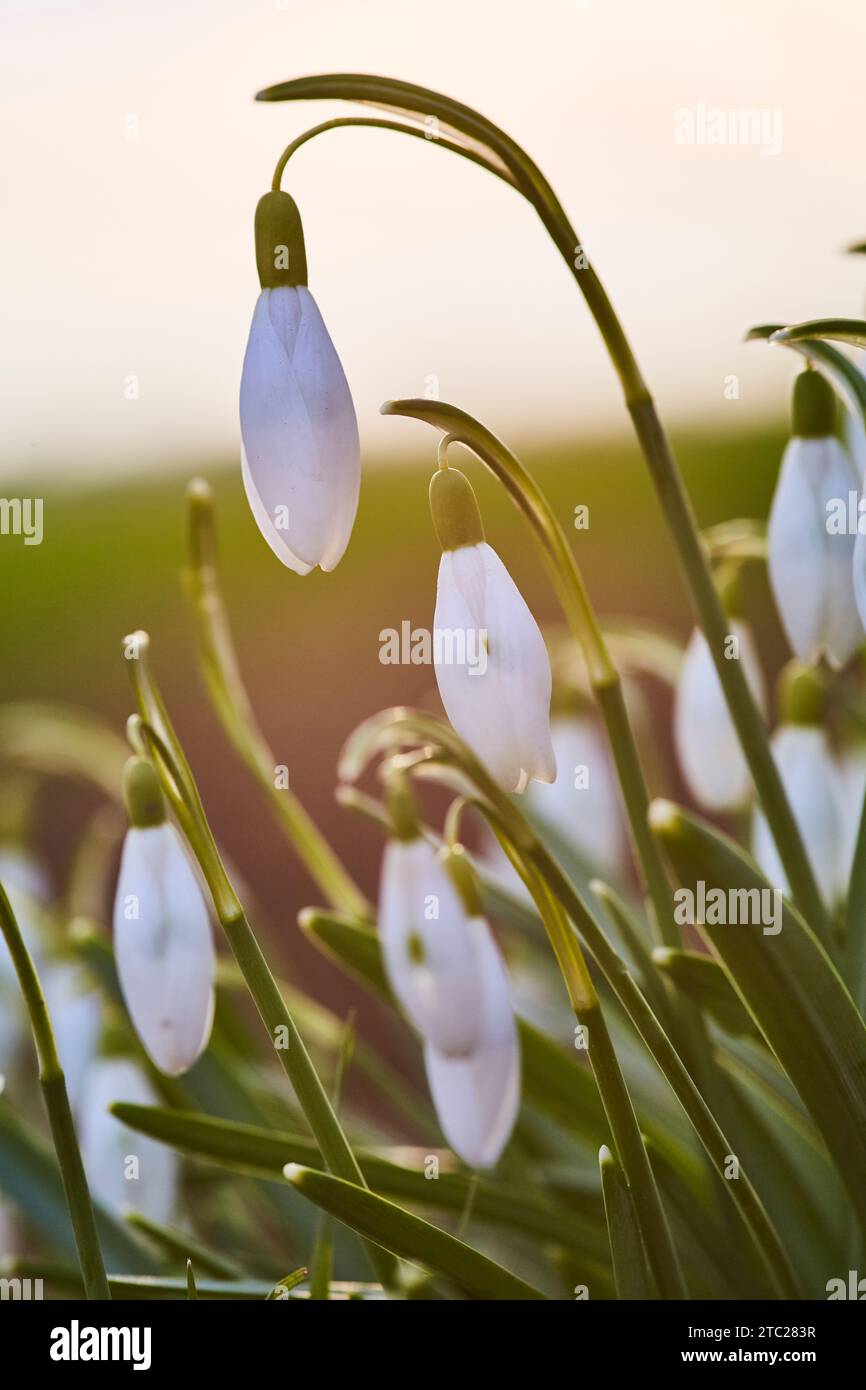 Schneegöckchen am Wegesrand Stockfoto