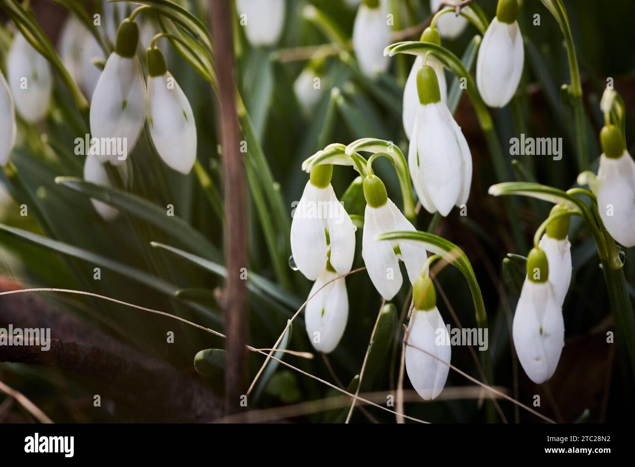 Schneegöckchen am Wegesrand Stockfoto