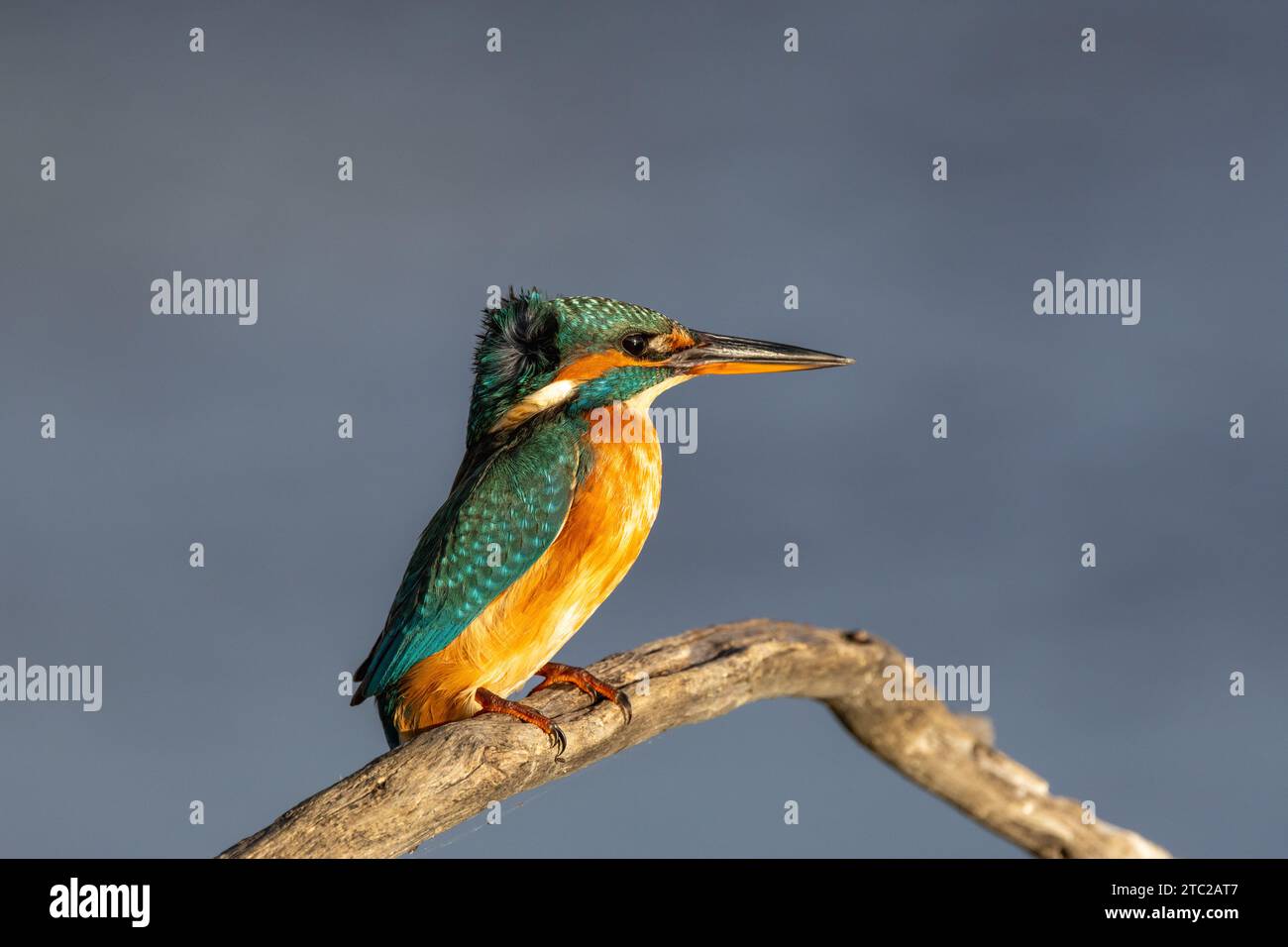 Die Schönheit des eisvogels in Cabras, Sardinien Stockfoto