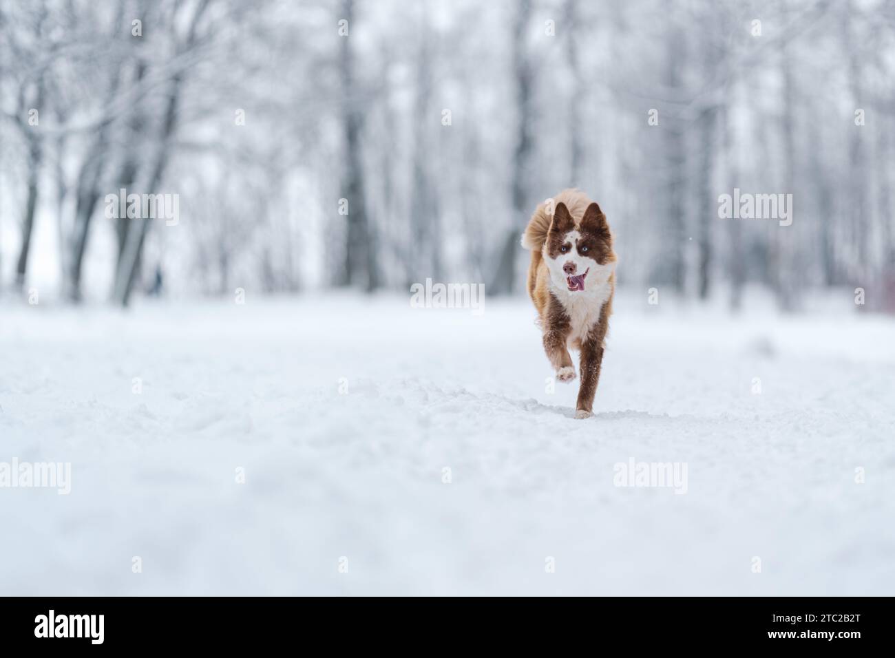 Nahaufnahme Porträt der sibirischen laika in Ingwerfarbe, Gehen und Spielen im Schnee, flacher Fokus Stockfoto