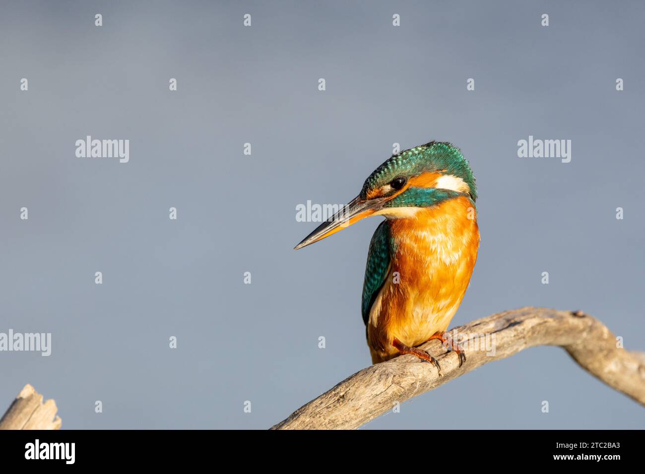 Die Schönheit des eisvogels in Cabras, Sardinien Stockfoto