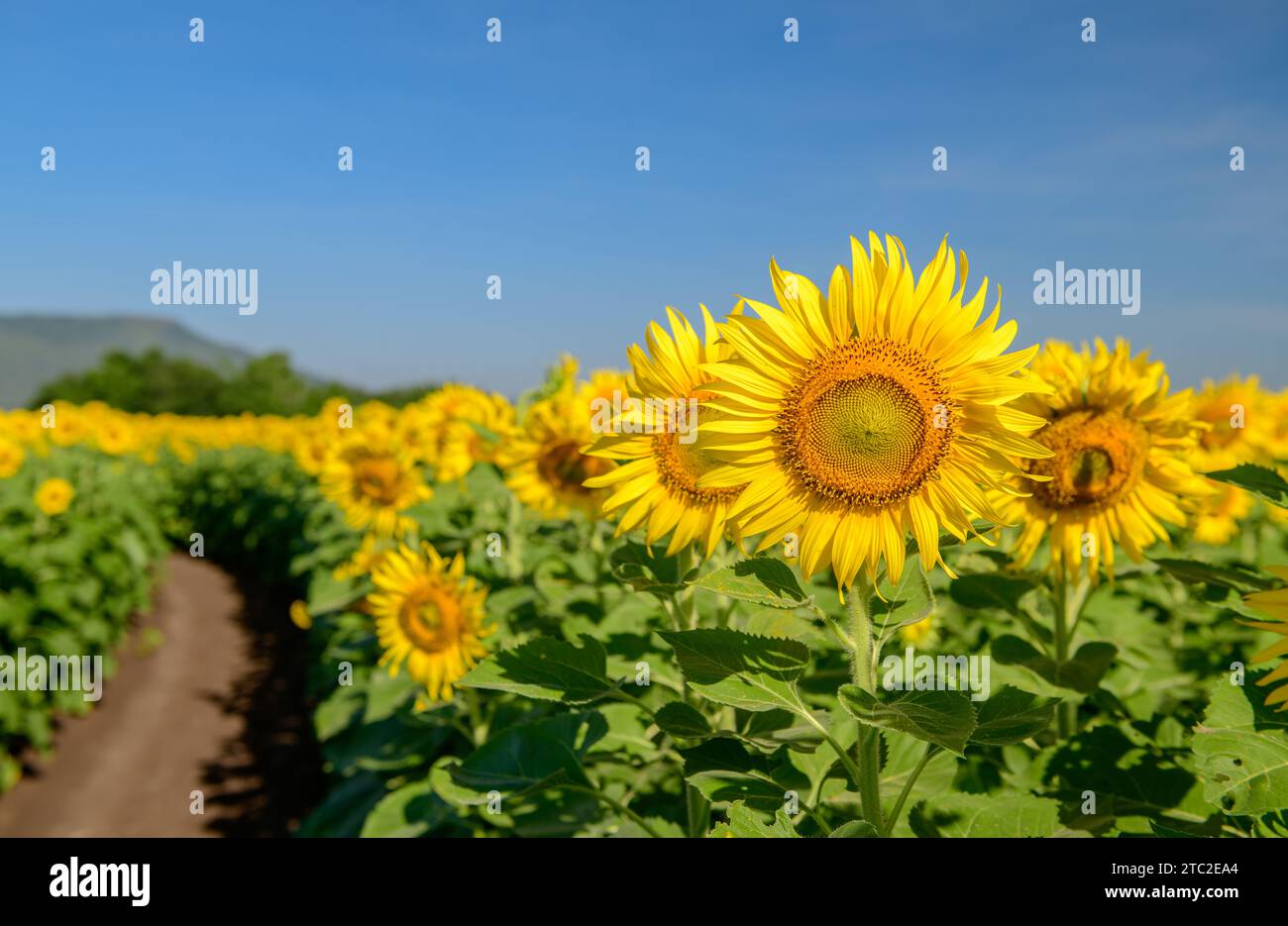 Schöne Sonnenblume blüht im Sonnenblumenfeld mit blauem Himmel Hintergrund. Lop buri Thailand Stockfoto