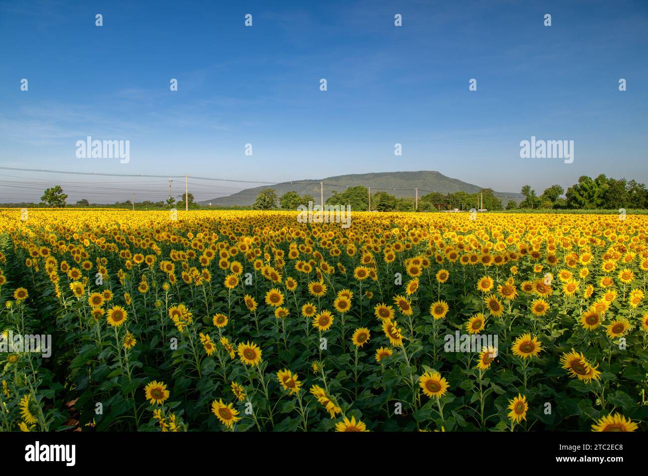 Schöne Sonnenblume blüht im Sonnenblumenfeld mit großem Berg und blauem Himmel Hintergrund. Beliebte Touristenattraktionen der Provinz Lopburi. flo Stockfoto