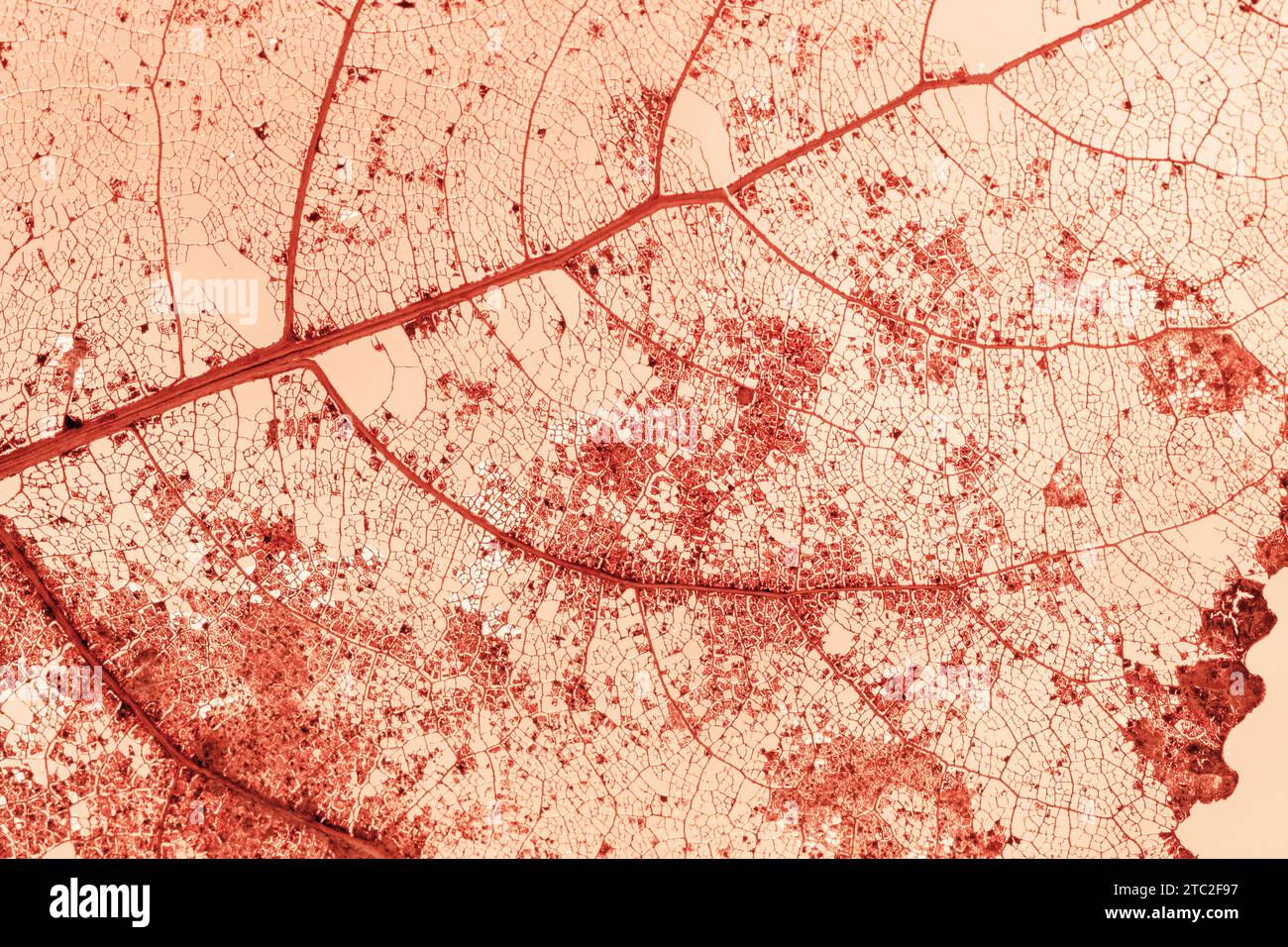 Herbstblatt von Pfirsichfarbe, natürliches Muster, Blattadern, Nahaufnahme Textur, organischer Design Hintergrund Stockfoto