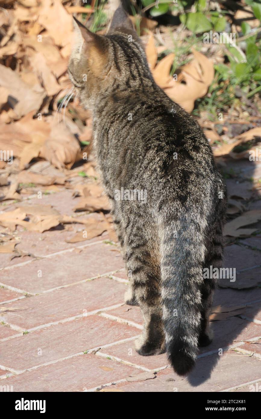 Graue junge Katze von hinten gesehen Stockfoto