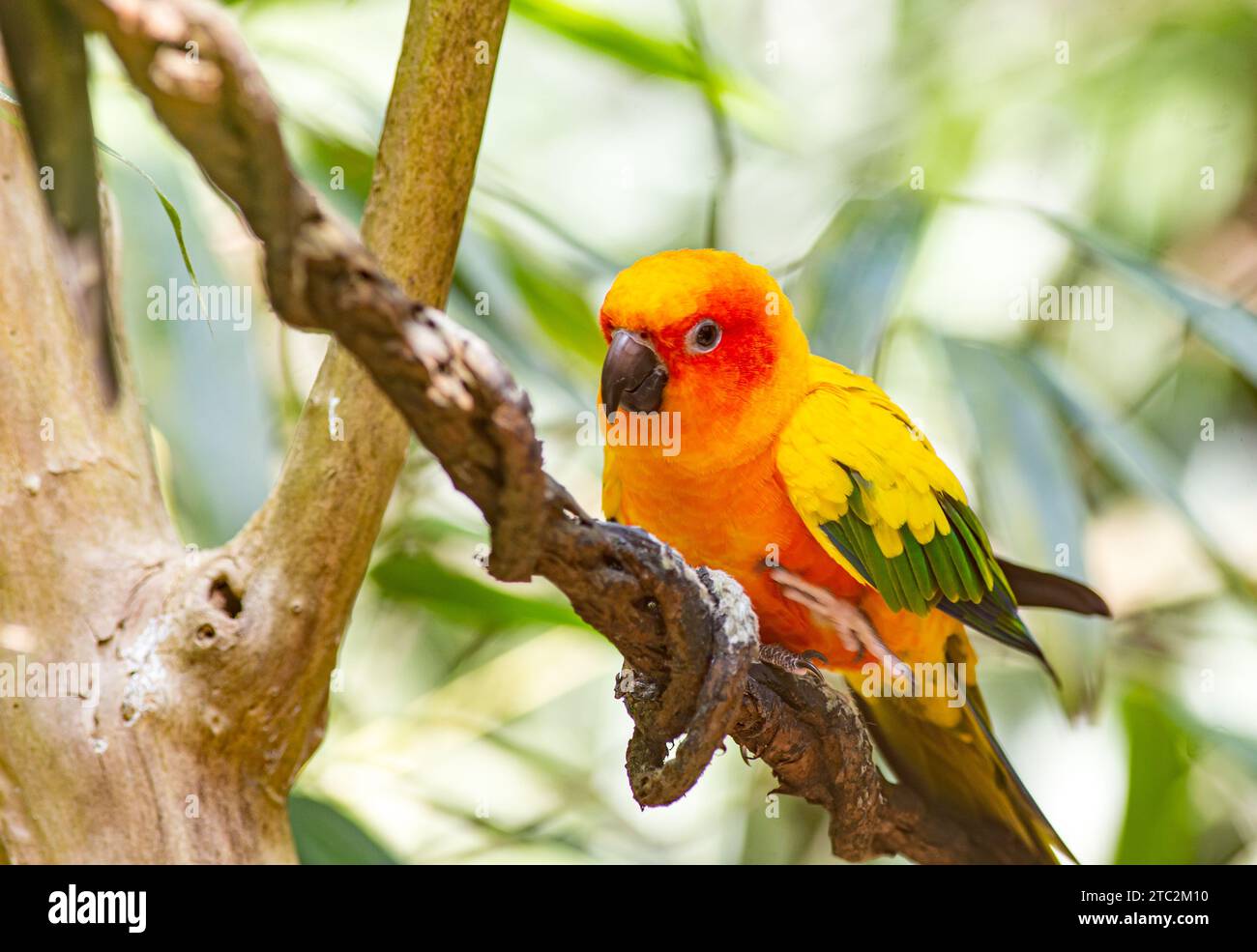 Nahaufnahme von Sonnensittich oder Sonnenkonure Aratinga solstitialis, Vogel. Fotografie in Frankreich Stockfoto