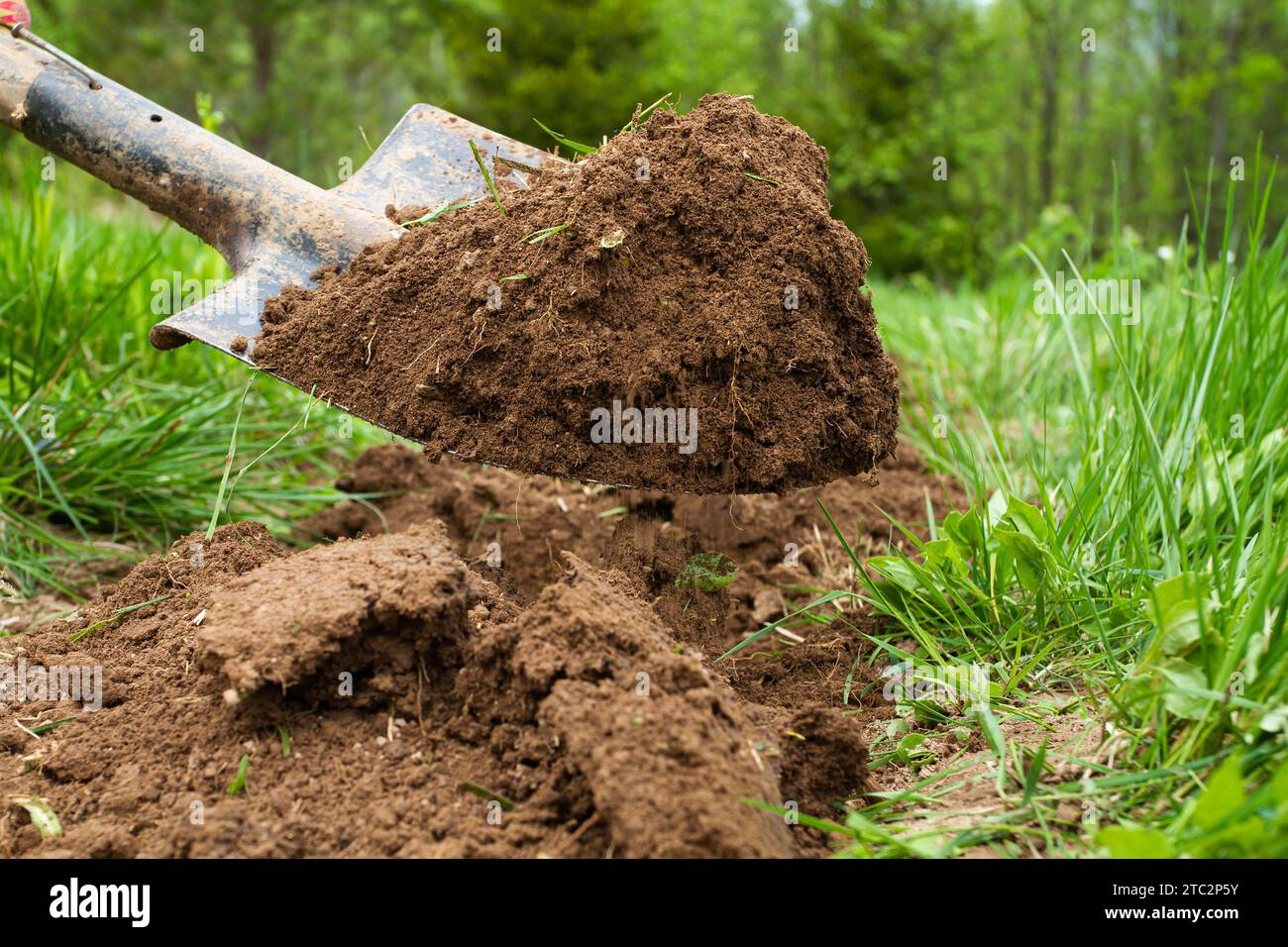 Das Schaufelblatt wird mit Erde über einem neuen Beet in einem grünen Garten gefüllt Stockfoto