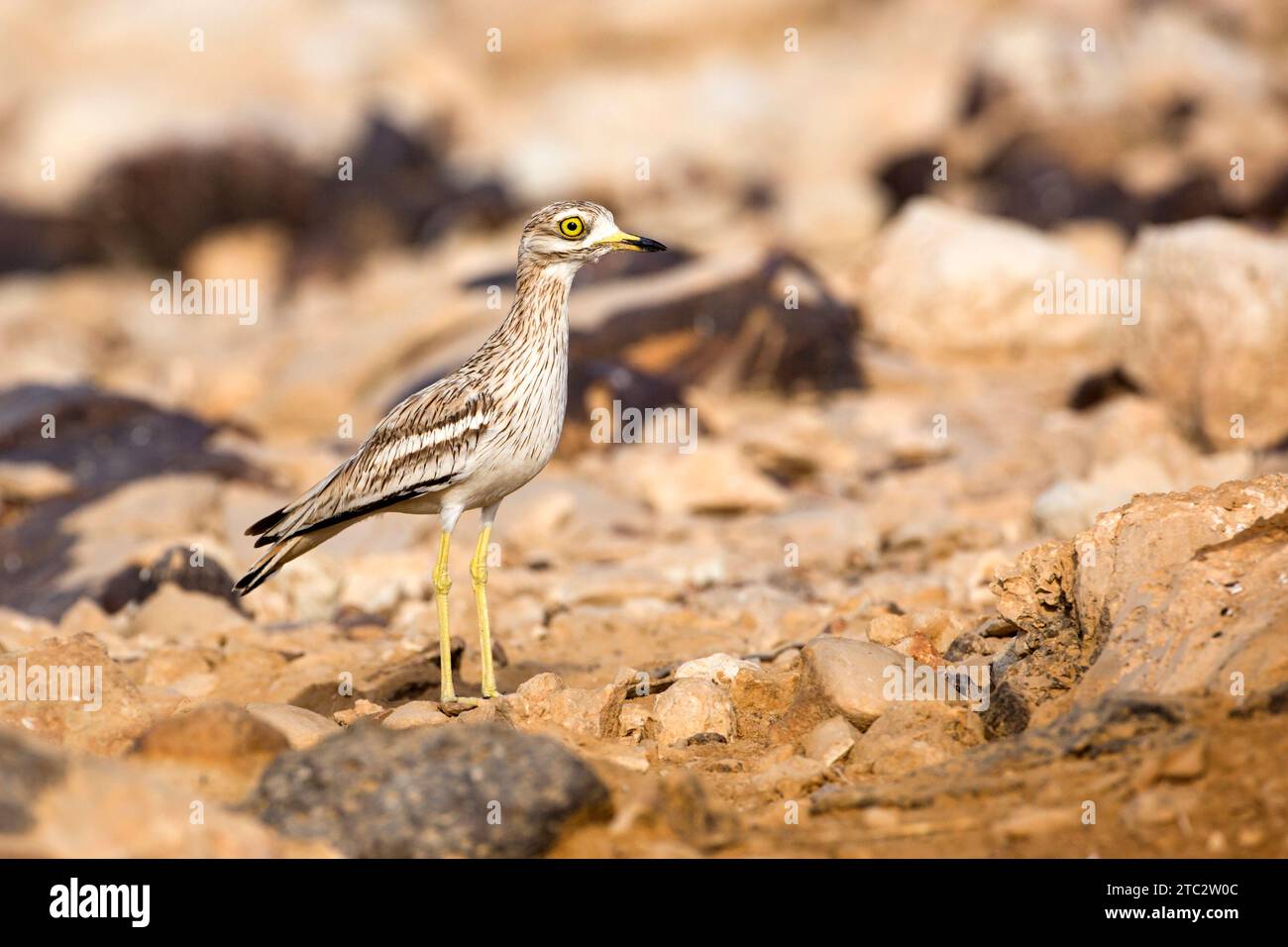 Stein curlew (Burhinus oedicnemus) auf dem Boden. Dieses waten Vogel ist in trockenen, offenen Buschland von Europa, Nordafrika und Westasien. Es Stockfoto