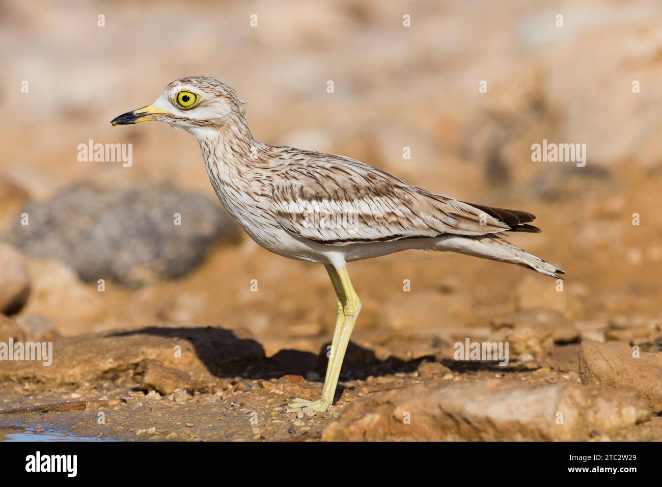 Stein curlew (Burhinus oedicnemus) auf dem Boden. Dieses waten Vogel ist in trockenen, offenen Buschland von Europa, Nordafrika und Westasien. Es Stockfoto