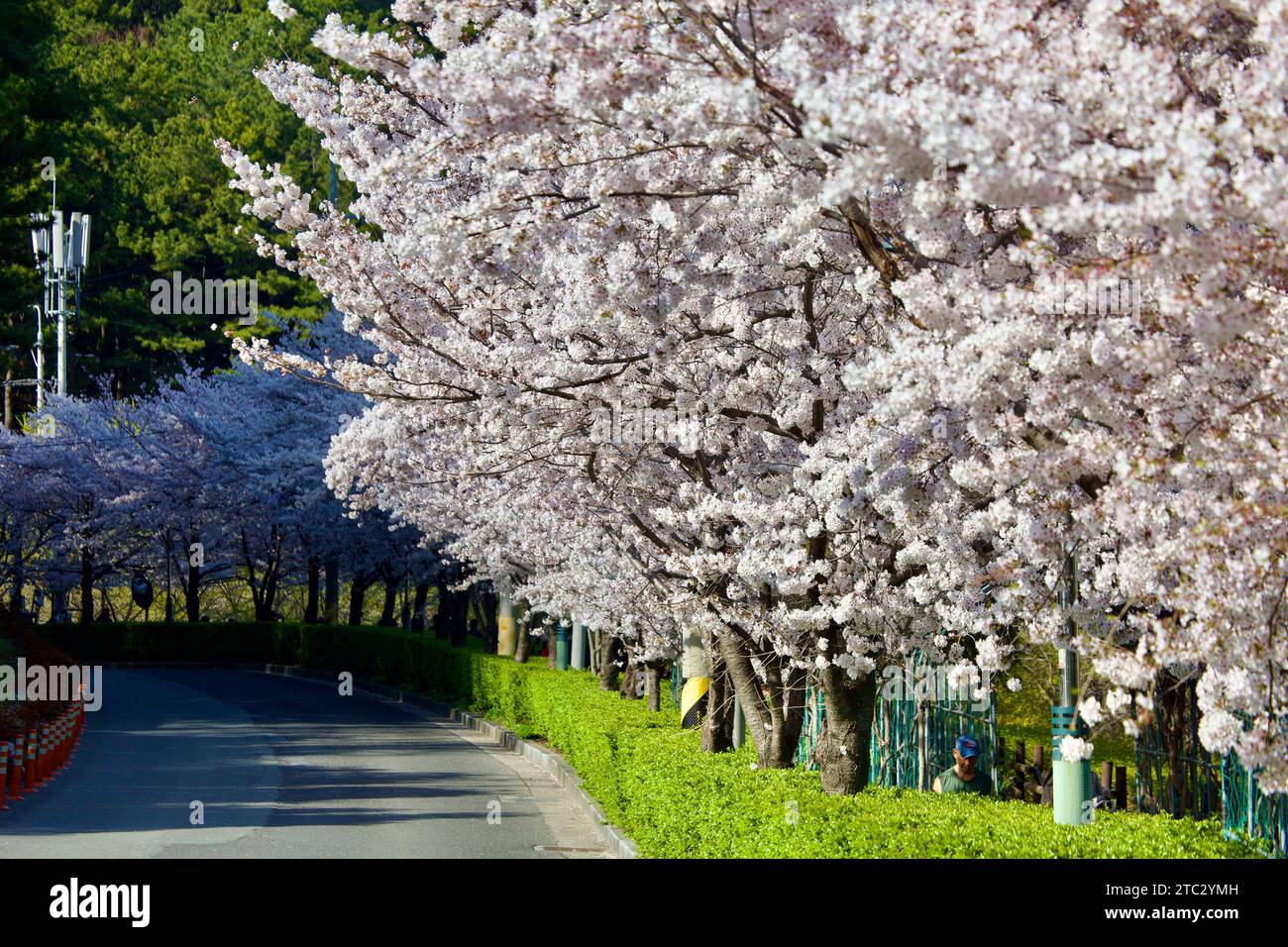 Ein friedlicher Pfad gesäumt von Kirschblüten in voller Blüte, der die Zuschauer zu einem gemütlichen Spaziergang einlädt und die Schönheit des koreanischen Frühlings genießt. Stockfoto