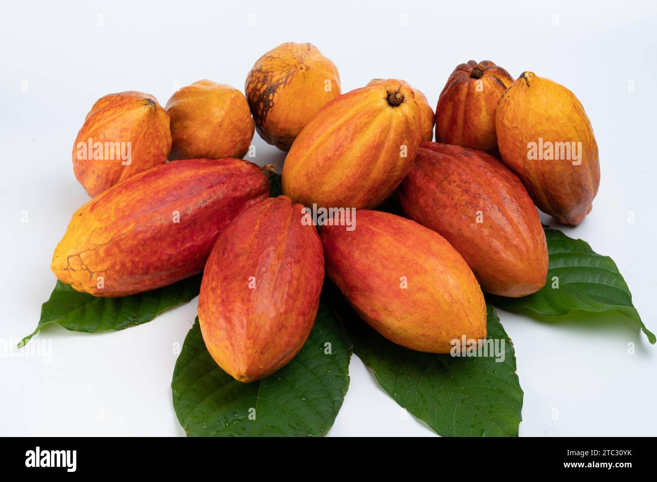 Gruppenstapel natürlicher Kakaoschoten isoliert auf weißem Studiohintergrund Nahansicht Stockfoto