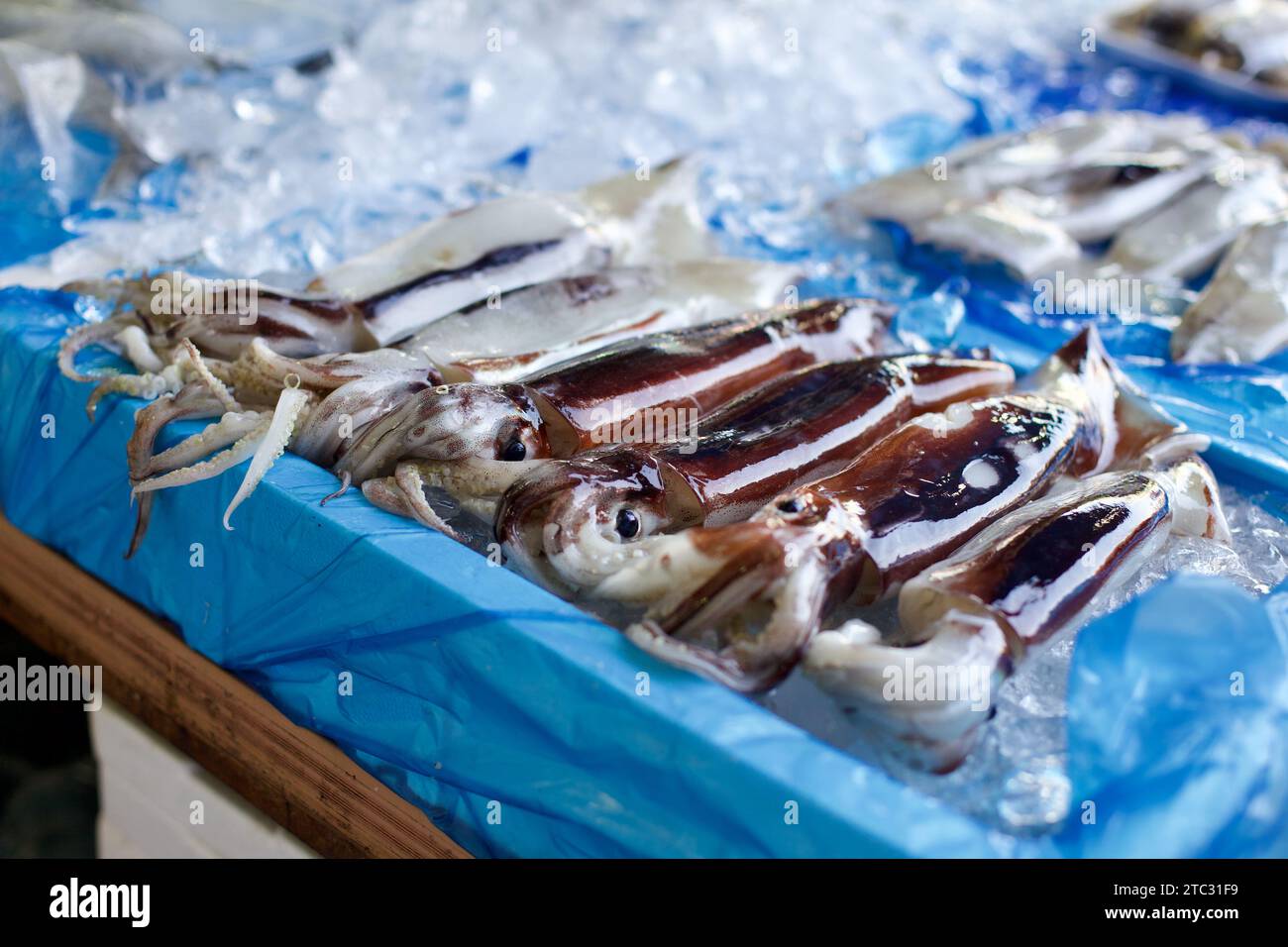 Auf einem belebten koreanischen Markt wird frischer Tintenfisch kunstvoll auf Eis präsentiert, der die Lebendigkeit der lokalen Meeresfrüchte-Traditionen zeigt. Stockfoto
