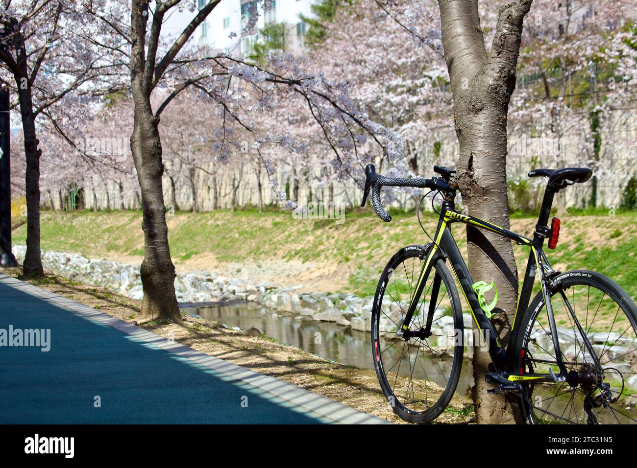 Ein Rennrad lehnt sich an einen Baum, eingerahmt von Kirschblüten über dem Kopf und einem ruhigen Bach darunter, der das Wesen einer ruhigen Frühlingsfahrt einfängt. Stockfoto