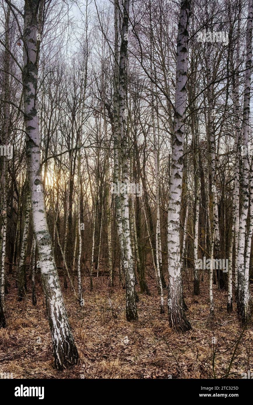 Hohe Bäume mit weißer Rinde und dünnen Ästen bilden den Rahmen in dieser Herbstszene. Stockfoto