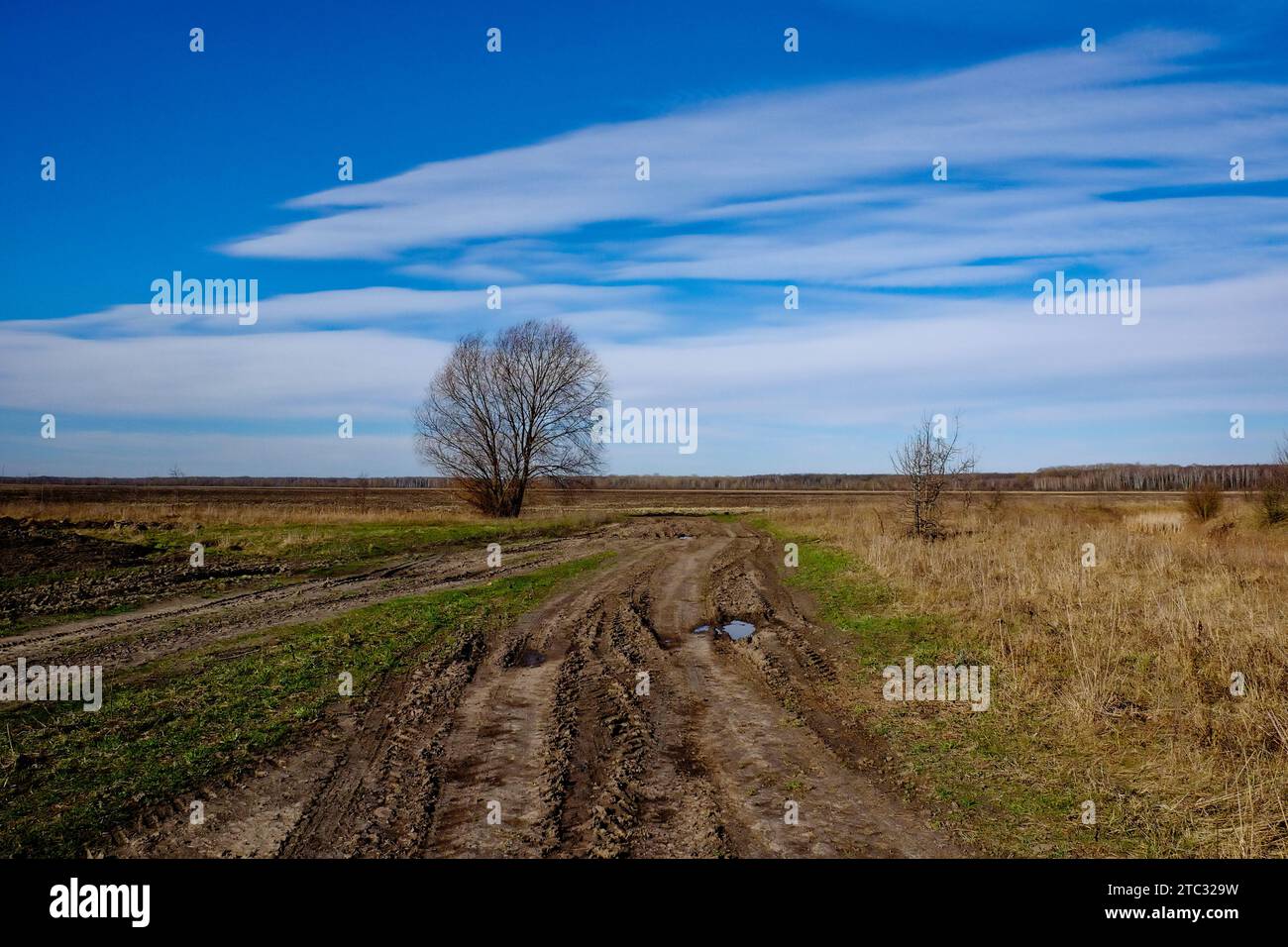 Ein Baum in der Mitte eines Feldes, ein Feldweg im Vordergrund. Stockfoto