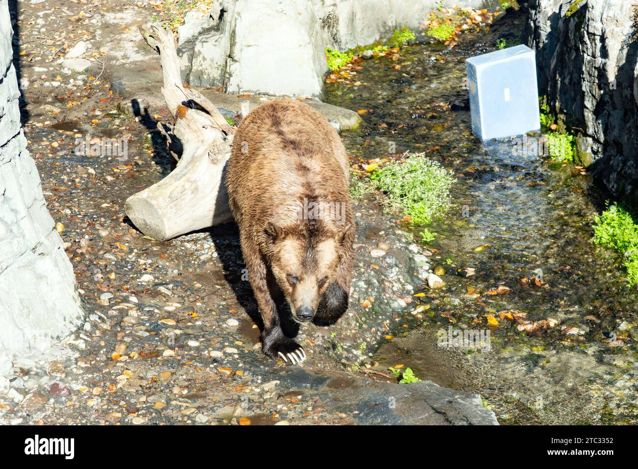 Grizzly Bear (Ursus arctos horribilis) Central Park Zoo, Manhattan, New York City, Amerika. Stockfoto