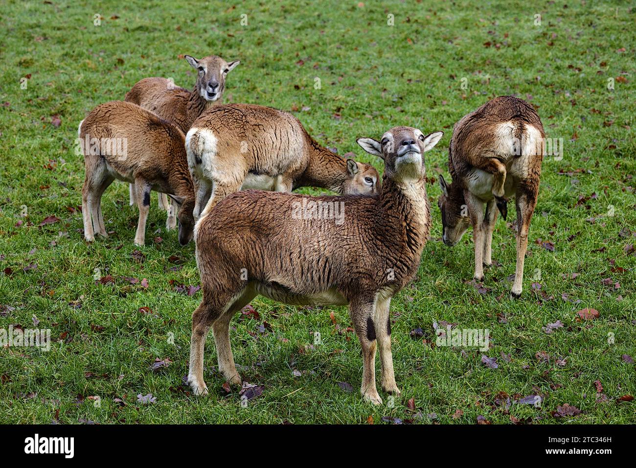 Eine Gruppe Ziegen in einer ländlichen Landschaft, die nebeneinander steht Stockfoto